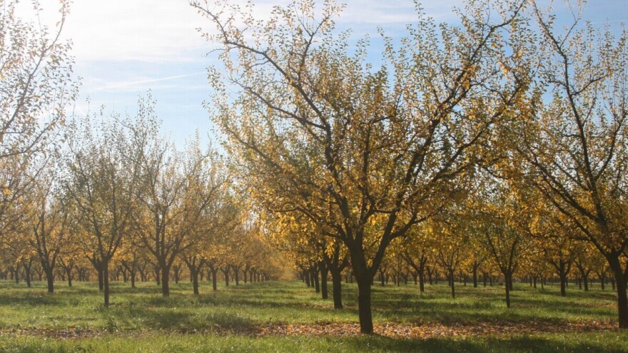 Izbor sistema i rastojanja za gajenje voćaka - koliki razmak treba praviti?