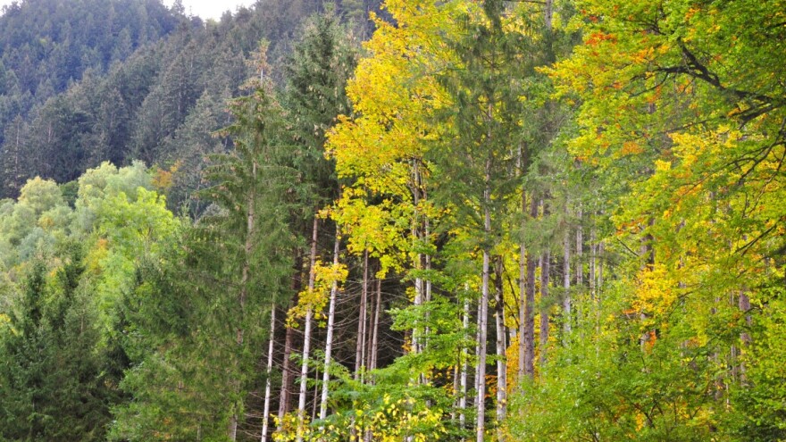 Vrijeme istječe, šumoposjednici osigurajte potporu u okviru intervencije 72.01