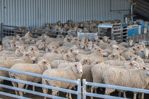 Epidemija kuge malih preživara sve bliže našem regionu