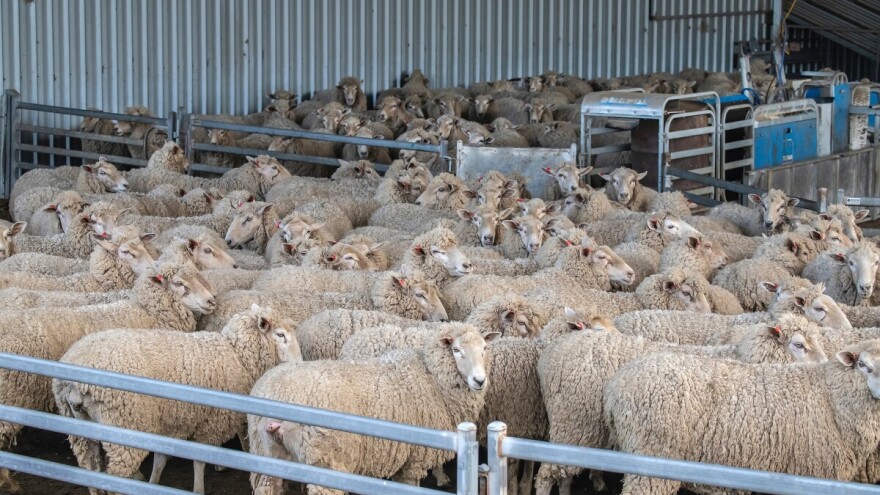 Epidemija kuge malih preživača sve bliže Hrvatskoj