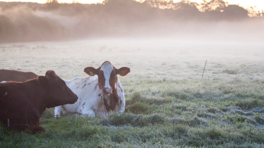 Očekujte mraz u narednim danima, nedostatak padavina ratarima bi mogao zadati glavobolju