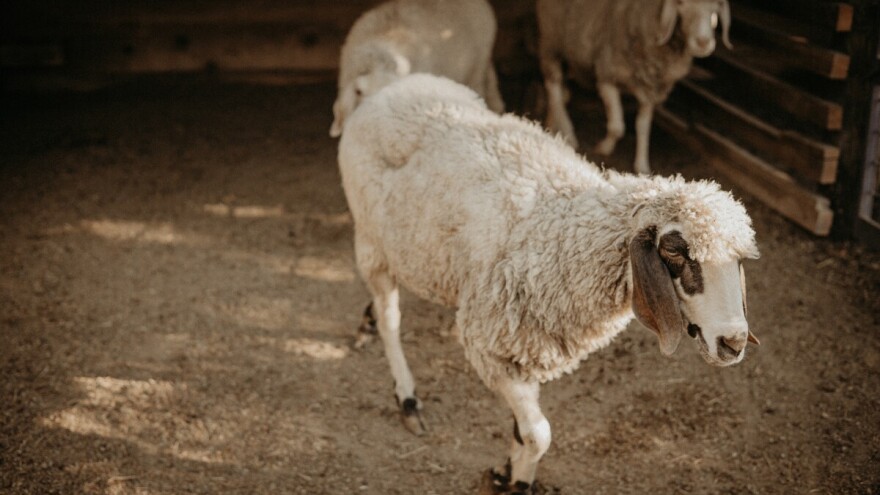 Prasići do 350 din/kg, jagnjad do 550 din/kg