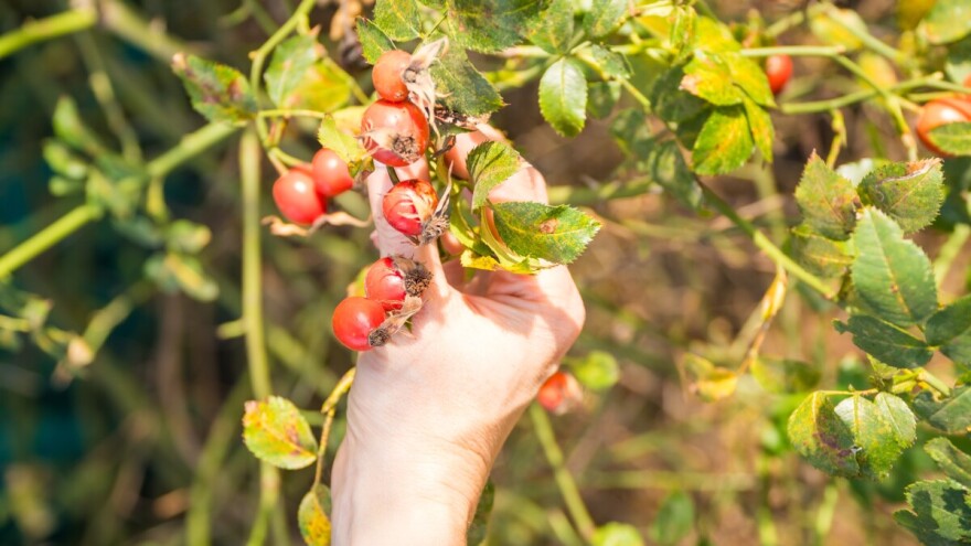 Divlji šipak je crveno zlato šuma. Kada je pravo vreme za berbu?