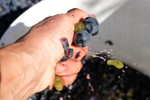 Vinogradari u Vrgorcu pred kolapsom: Urod rekordan, otkup grožđa stao