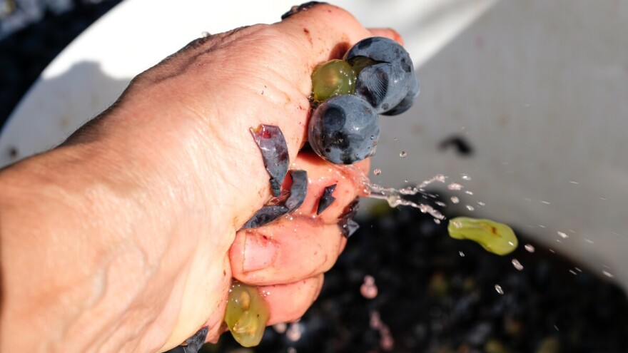 Vinogradari u Vrgorcu pred kolapsom: Urod rekordan, otkup grožđa stao