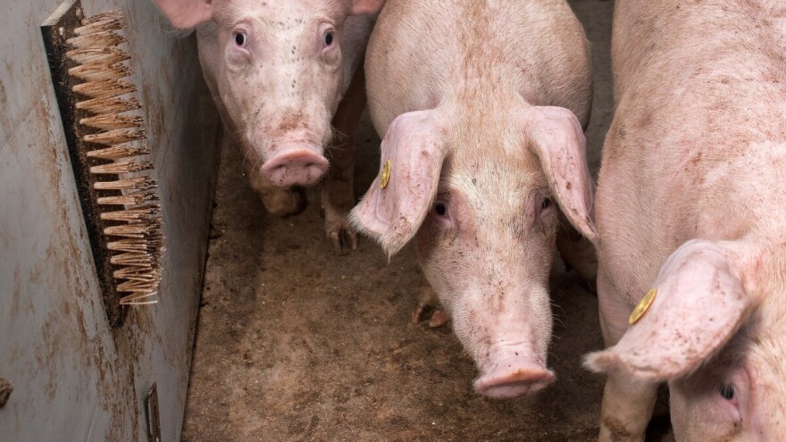 I svinje trebaju četkanje: Smanjuje im stres i povećava ekonomsku isplativost