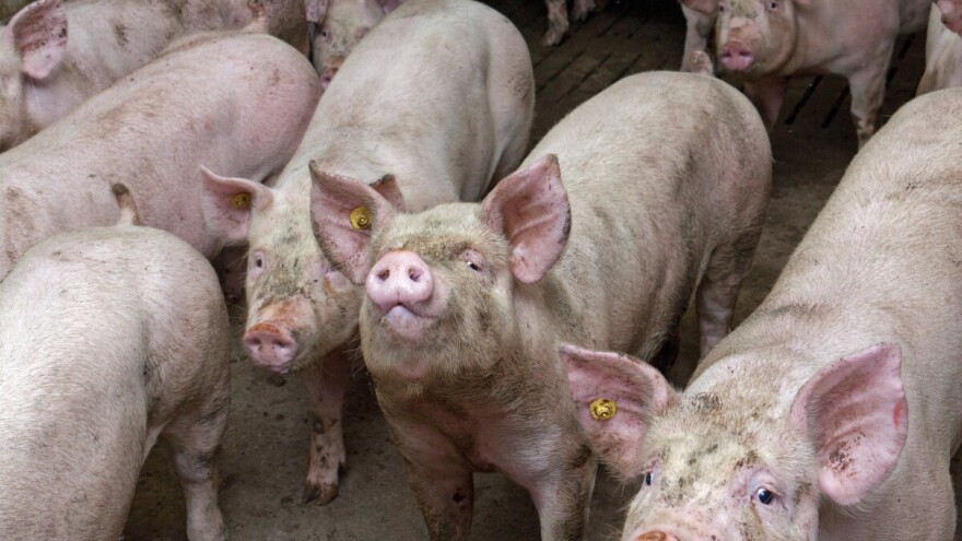 Telad u Mačvi do 850 din/kg, tovne svinje u Banatu i za 175 din/kg