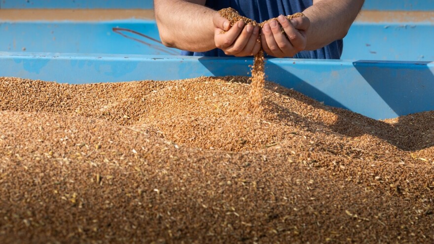 Institut za ratarstvo i povrtarstvo: Rekordan rod pšenice, otkupna cena pod pritiskom