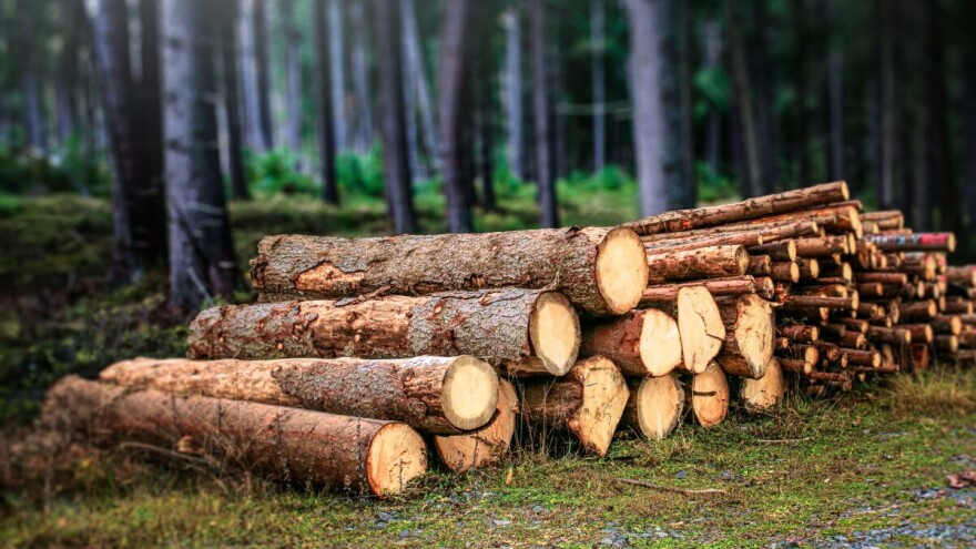 Tragedija u šumi, 42-godišnjak smrtno stradao tijekom sječe drva