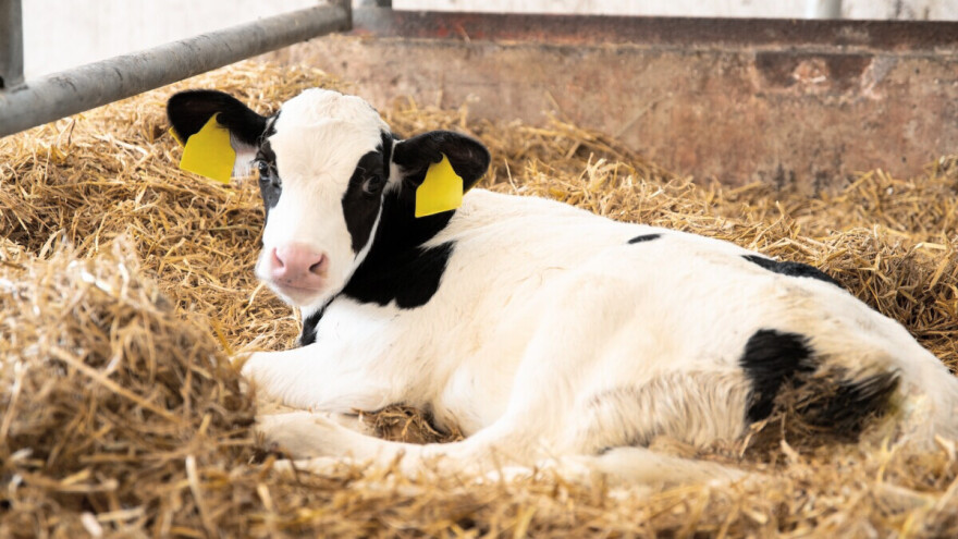 Krave oteljene u zimu imaju duži proizvodni vijek?