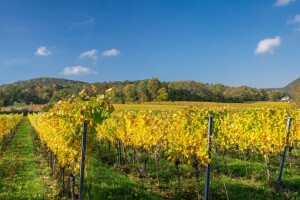 Osnovna gnojidba vinograda u jesen