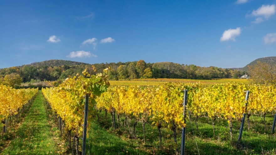 Osnovna gnojidba vinograda u jesen