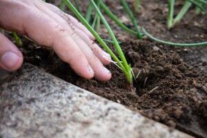 Mladi luk u plasteniku: Najbolja zimska kultura za sigurnu zaradu