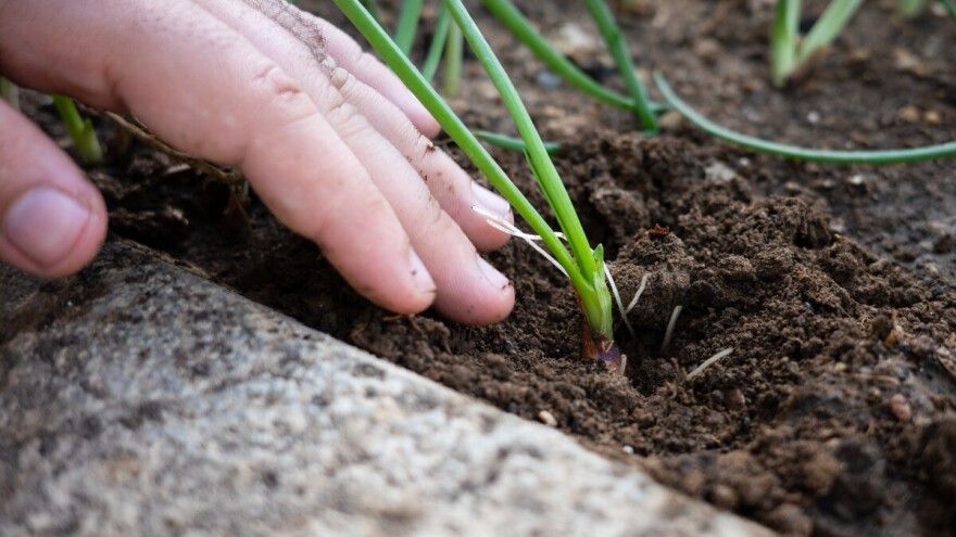 Mladi luk u plasteniku: Najbolja zimska kultura za sigurnu zaradu