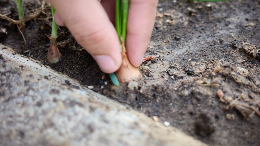 Uzgoj mladog luka zimi: Priprema tla je bitna iz dva razloga