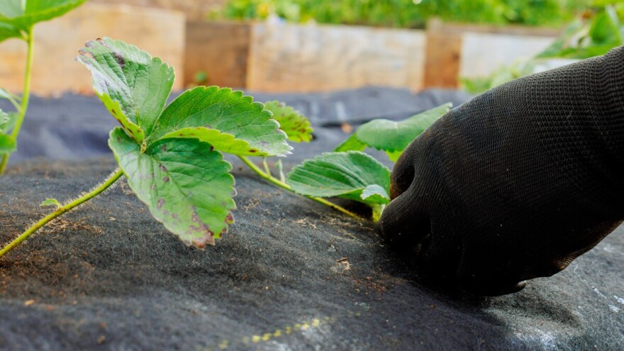 Kako spriječiti nedostatak kalcijuma u jagodama?
