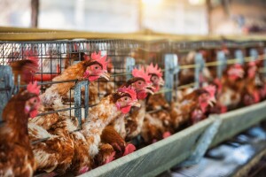 Zbog ptičjeg gripa u Nemačkoj eutanazirano 400.000 živine, raste strah kod uzgajivača