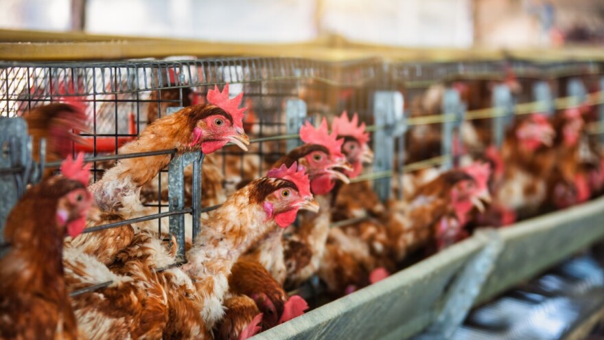 Zbog ptičje gripe u Njemačkoj eutanazirano 400.000 peradi, raste strah kod uzgajivača