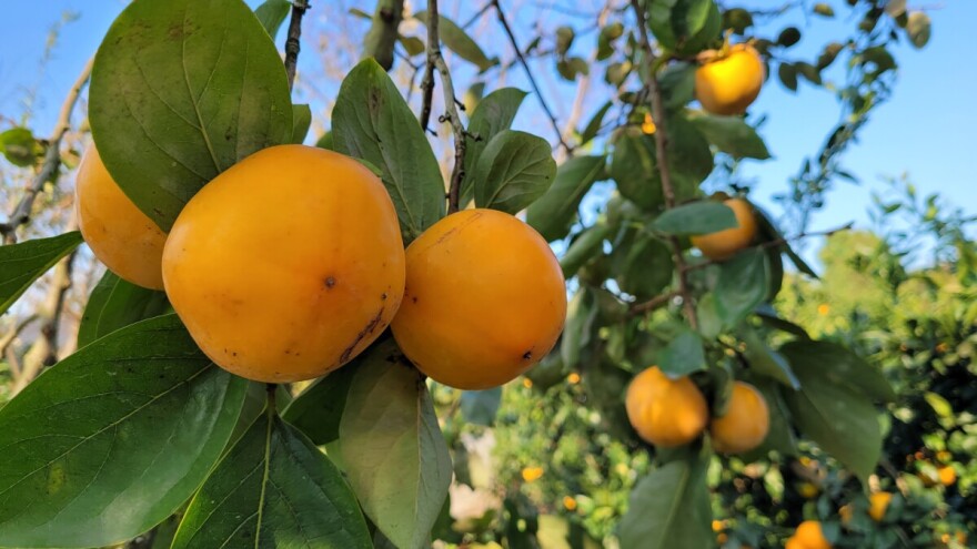 Donesen je Akcijski plan za suzbijanje sredozemne voćne muhe