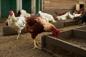 Maroko istražuje CBD kao alternativu antibioticima u hranidbi peradi