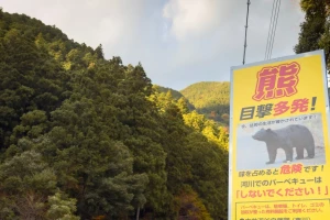 U Japanu jedu medvjede, nacionalna prijetnja koja završava na tanjuru