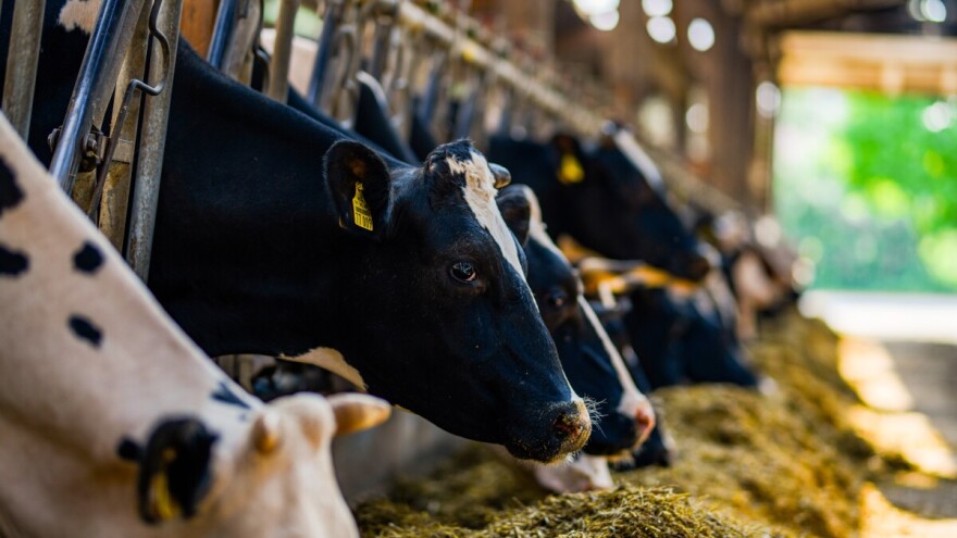 Mljekarstvo jača: Više kravljeg mlijeka i bolji kvalitet