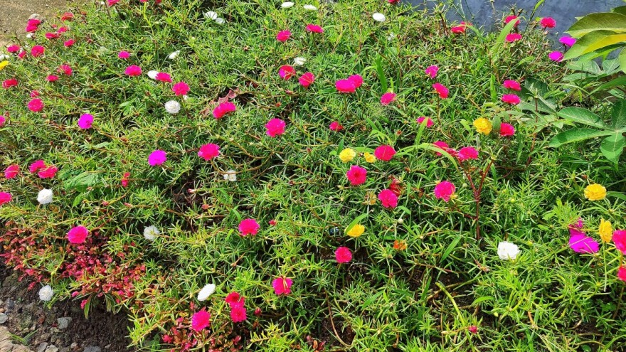 Prkos - biljka koja osvaja skromnošću