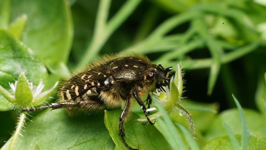 U baštama uočena rutava buba - napada sve što cveta, šta činiti?
