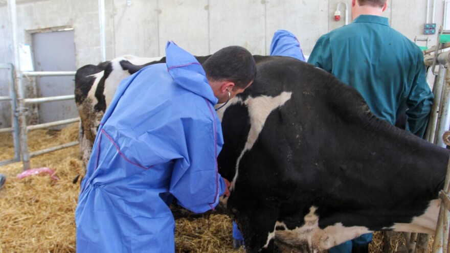 Repulika Srpska formirala krizni centar za suzbijanje slinavke i šapa i kuge malih preživara