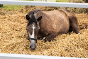 Uginulo pet konja na hipodromu u bh. komšiluku, 15 pod terapijom