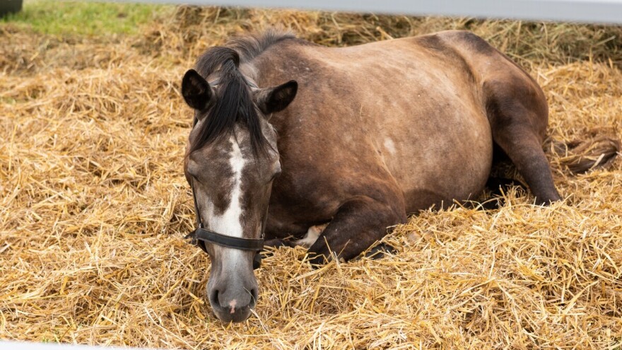 Uginulo pet konja na hipodromu u bh. komšiluku, 15 pod terapijom