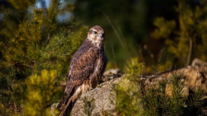 Neprijatelj kokošinjca: Poštovan u pesmama, nepoželjan na imanju