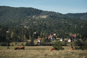Svetski je dan šuma - da li se u Srbiji povećavaju površine pod njima?