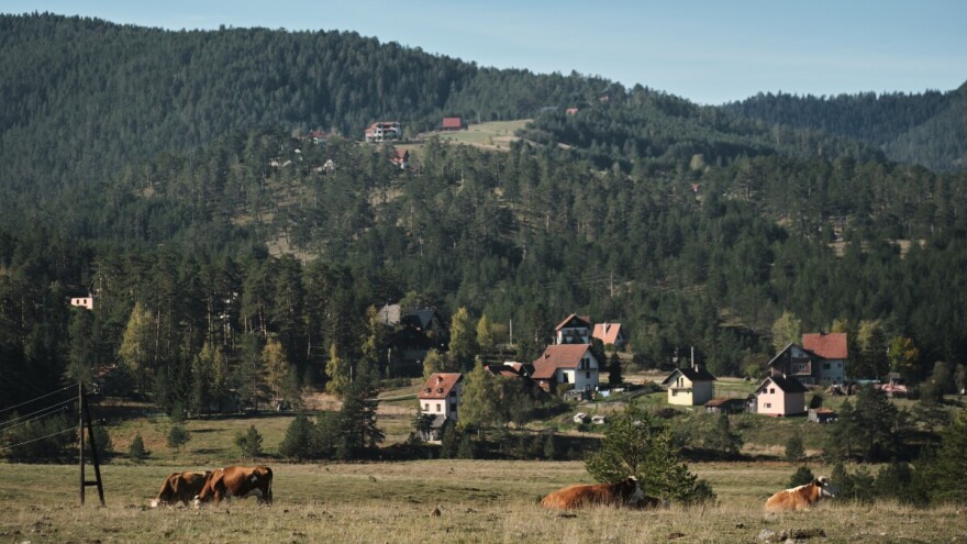 Svetski je dan šuma - da li se u Srbiji povećavaju površine pod njima?