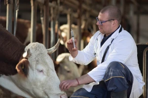 Šta pokazuju brojevi s terena: Bruceloza i salmoneloza se "vraćaju" u ista naselja