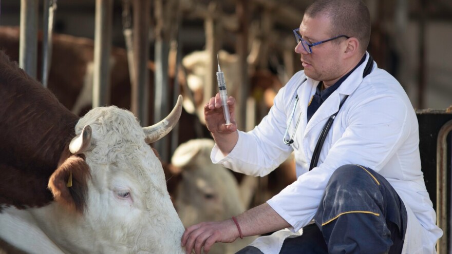Šta pokazuju brojevi s terena: Bruceloza i salmoneloza se "vraćaju" u ista naselja