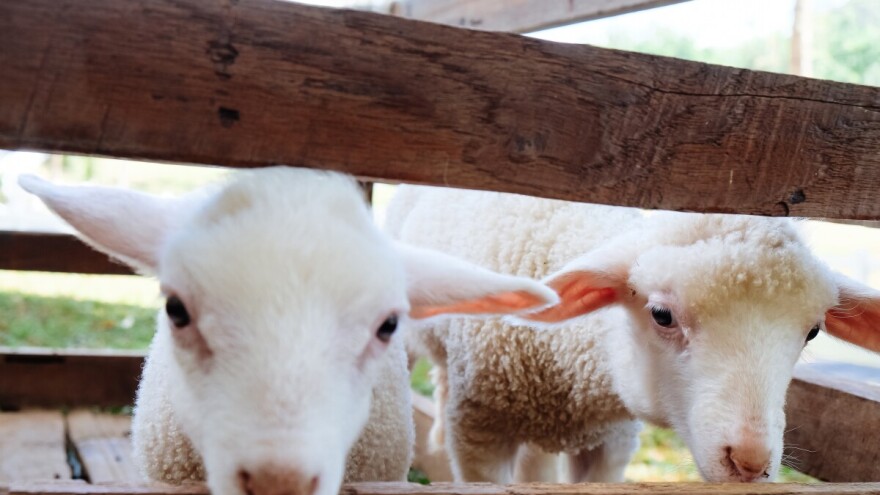 Niže cene ovaca i jagnjadi, kako se trgovalo?