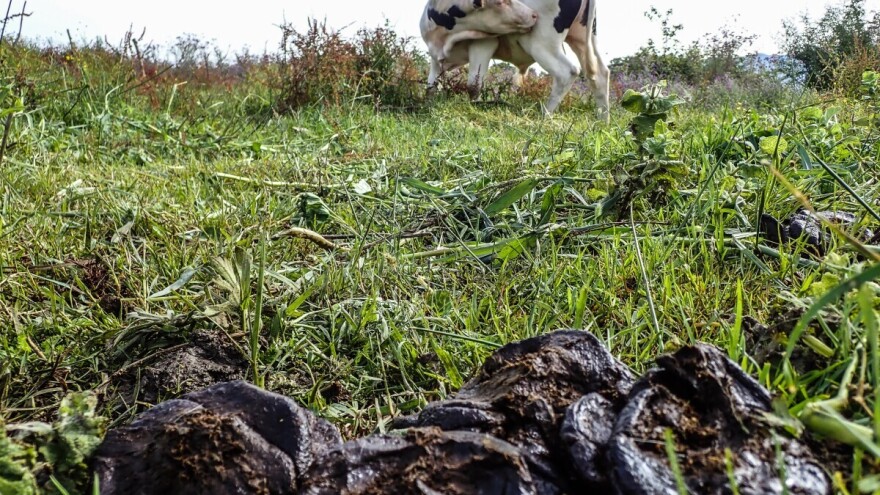 Kako napraviti papir od kravlje balege?