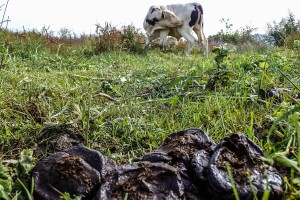 Kako napraviti papir od kravlje balege?