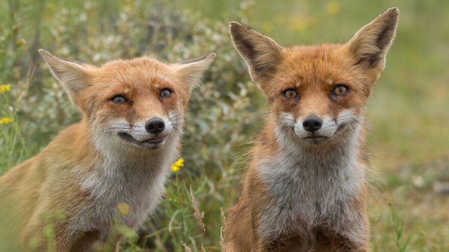 Započinje proljetna kampanja oralne vakcinacije lisica