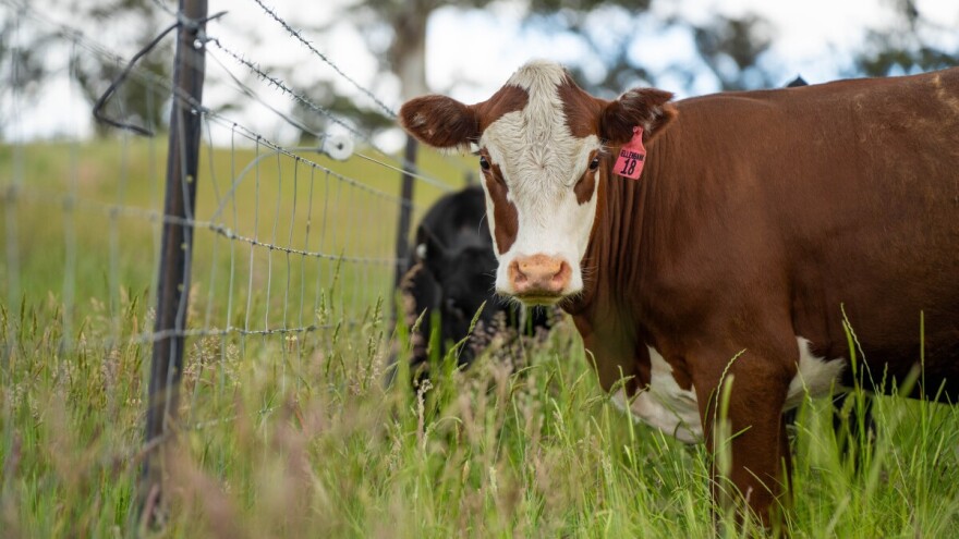Nanoplastika pronađena u tkivima goveda i svinja - što to znači za potrošače?