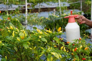 Pesticidi pod nadzorom: BiH aktivira dvogodišnji plan kontrole hrane