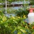 Pesticidi pod nadzorom: BiH aktivira dvogodišnji plan kontrole hrane