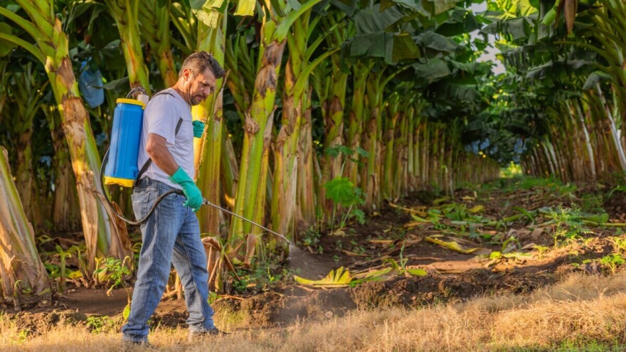 Banane - borba malog čovjeka protiv moćnih prehrambenih korporacija