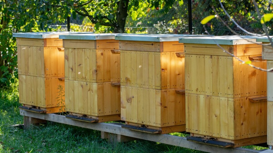 Otvoreni pozivi za dodjelu pčelinjih društava i opreme u dvije bh. općine