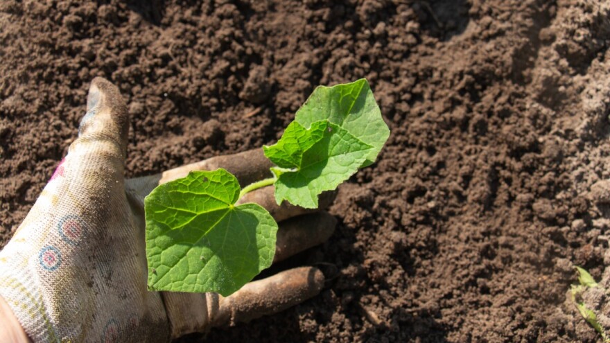 Kada se seju krastavci za rasad i sadnju na otvorenom?