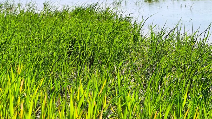 Poljoprivrednici, spremni na njive: Šta nakon obilnih padavina?