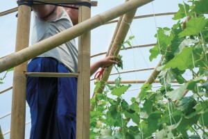 Uzgoj dinje u plasteniku: Koju sortu odabrati i kako je njegovati?