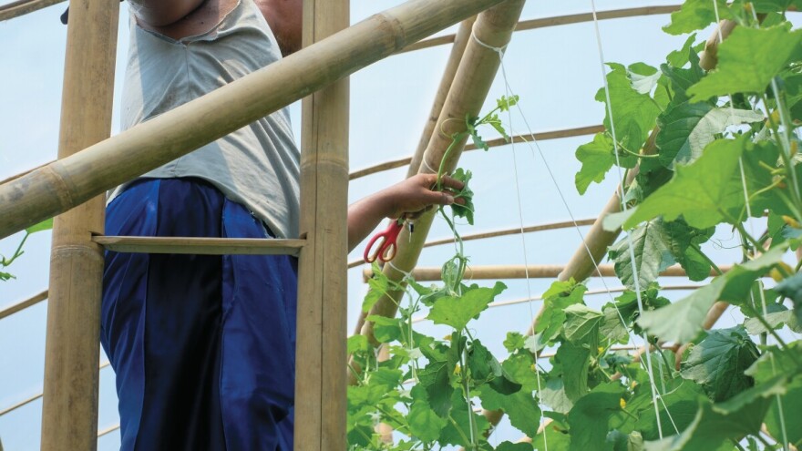 Uzgoj dinje u plasteniku: Koju sortu odabrati i kako je njegovati?