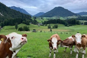 Nizozemska muzičarka svira kravama, rezultat? Više mlijeka i manje stresa
